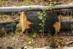 Planting aspen in high-severity fire footprints