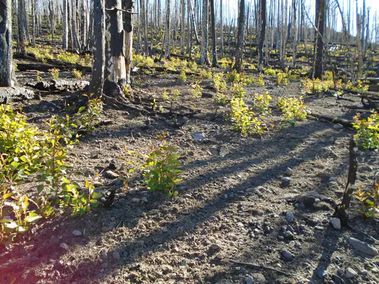 Post-fire conifer and aspen regeneration